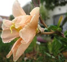 Image result for Oenothera odorata
