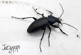 Attēlu rezultāti vaicājumam “Carabus violaceus”