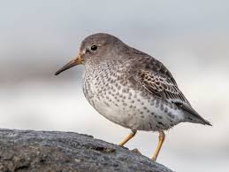 Attēlu rezultāti vaicājumam “Calidris maritima adult”