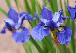 Attēlu rezultāti vaicājumam “Iris sibirica leaf”