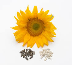 Attēlu rezultāti vaicājumam “Helianthus annuus fruit”