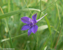Attēlu rezultāti vaicājumam “Consolida regalis bud”
