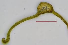 Attēlu rezultāti vaicājumam “Didymodon fallax var. brevifolius”