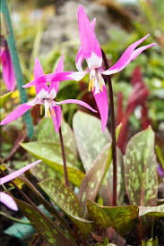 Attēlu rezultāti vaicājumam “Erythronium sibiricum flower”