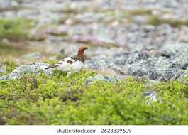 Attēlu rezultāti vaicājumam “Lagopus lagopus male”