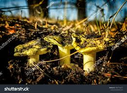 Attēlu rezultāti vaicājumam “Tricholoma flavovirens”