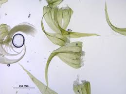 Attēlu rezultāti vaicājumam “Palustriella commutata”