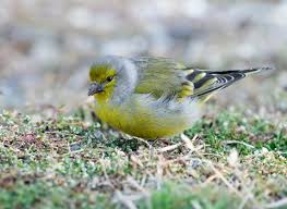 Image result for Carduelis citrinella