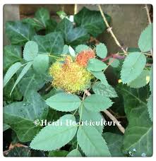 Attēlu rezultāti vaicājumam “Diplolepis rosae”