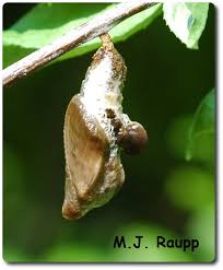 Attēlu rezultāti vaicājumam “Retinia resinella pupa”