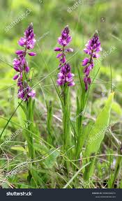 Attēlu rezultāti vaicājumam “Polygala comosa flower”