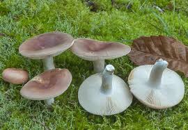 Attēlu rezultāti vaicājumam “Russula vesca”