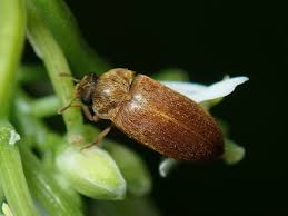 Attēlu rezultāti vaicājumam “Byturus ochraceus”