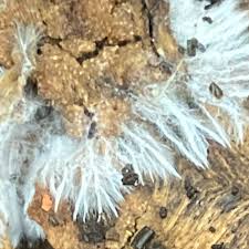 Attēlu rezultāti vaicājumam “Steccherinum fimbriatum”