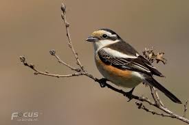 Image result for Lanius nubicus