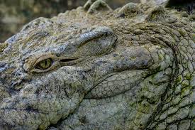 Image result for Crocodylus acutus