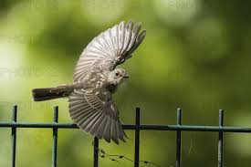 Attēlu rezultāti vaicājumam “Muscicapa striata juvenile”