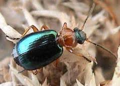 Attēlu rezultāti vaicājumam “Lebia chlorocephala”