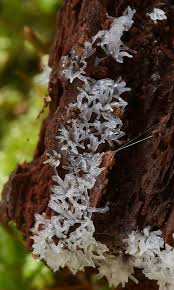 Attēlu rezultāti vaicājumam “Phleogena faginea stalked”