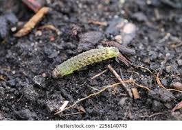 Attēlu rezultāti vaicājumam “Noctua pronuba”