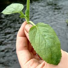 Attēlu rezultāti vaicājumam “Scrophularia nodosa leaf”