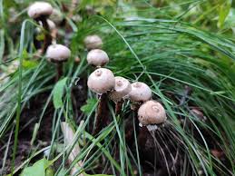 Attēlu rezultāti vaicājumam “Tulostoma fimbriatum”