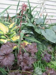 Image result for HEUCHERA americana 'Palace Purple Auslese'