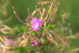 Attēlu rezultāti vaicājumam “Epilobium hirsutum”