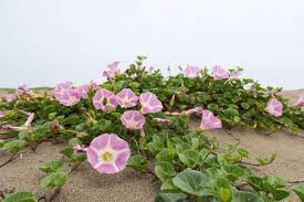 Attēlu rezultāti vaicājumam “Calystegia inflata”
