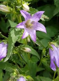 Attēlu rezultāti vaicājumam “Campanula trachelium bud”