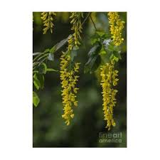 Attēlu rezultāti vaicājumam “Laburnum alpinum flower”