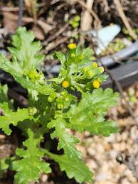 Attēlu rezultāti vaicājumam “Senecio vulgaris leaf”