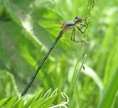 Attēlu rezultāti vaicājumam “Lestes dryas male”
