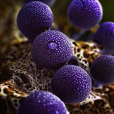 Attēlu rezultāti vaicājumam “Lamproderma violaceum”