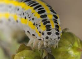 Attēlu rezultāti vaicājumam “Calophasia lunula larva”