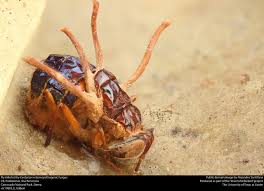 Attēlu rezultāti vaicājumam “Cordyceps stylophora”