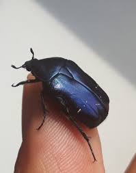 Attēlu rezultāti vaicājumam “Cetonia aurata”