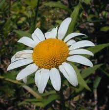 Attēlu rezultāti vaicājumam “Leucanthemum vulgare flower”