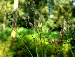 Attēlu rezultāti vaicājumam “Lapsana communis flower”