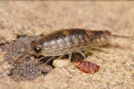 Attēlu rezultāti vaicājumam “Lophozia laxa macro”