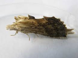 Attēlu rezultāti vaicājumam “Pterostoma palpina”