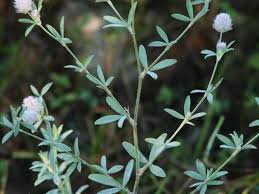 Attēlu rezultāti vaicājumam “Trifolium arvense fruit”