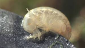 Attēlu rezultāti vaicājumam “Talitrus saltator”