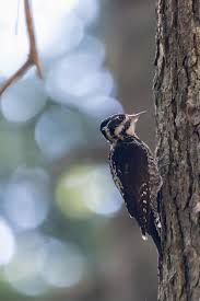 Attēlu rezultāti vaicājumam “Picoides tridactylus”