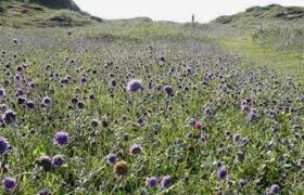 Image result for Succisa pratensis