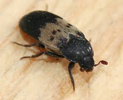 Attēlu rezultāti vaicājumam “Dermestes murinus”