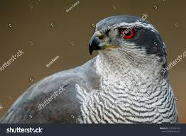 Attēlu rezultāti vaicājumam “Accipiter gentilis adult”