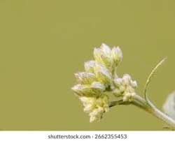 Attēlu rezultāti vaicājumam “Eupatorium cannabinum bud”