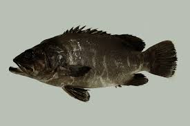 Image result for Polyprion americanus