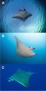 Image result for Mobula birostris